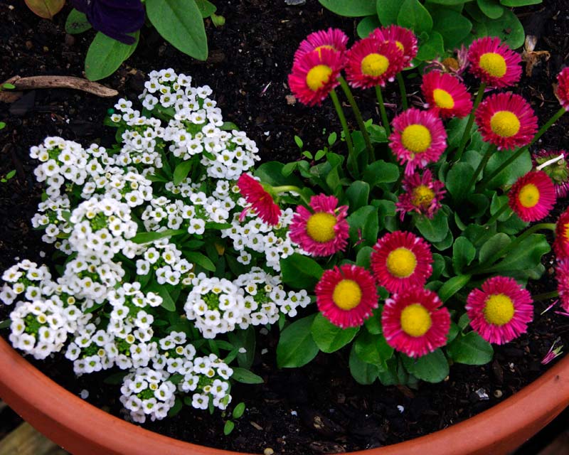 Bellis perennis and Alyssum - colour and contrast in pots and baskets