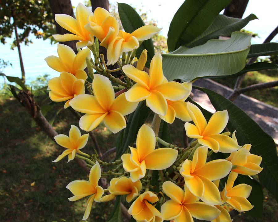 Plumeria rubra 'Paul Weissich'  named in honor of the director of Foster Botanic Garden.