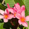 Plumeria rubra - 'Pink Picote'