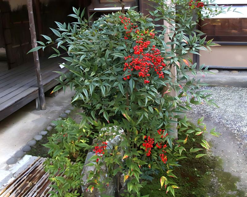 Nandina domestica, Sacred Japanese Bamboo