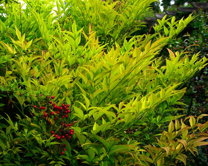 Foliage and red berries of Nandina domestica
