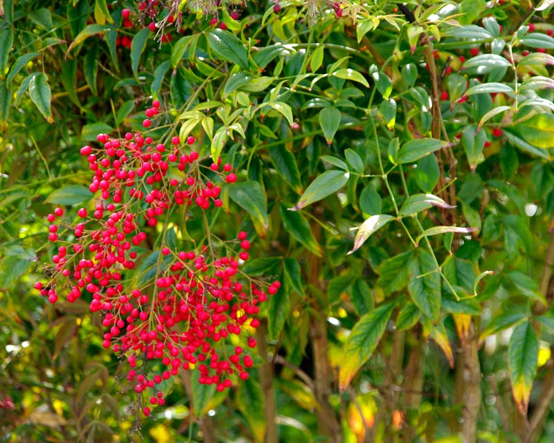 Nandina domestica Richmond  foliage and berries