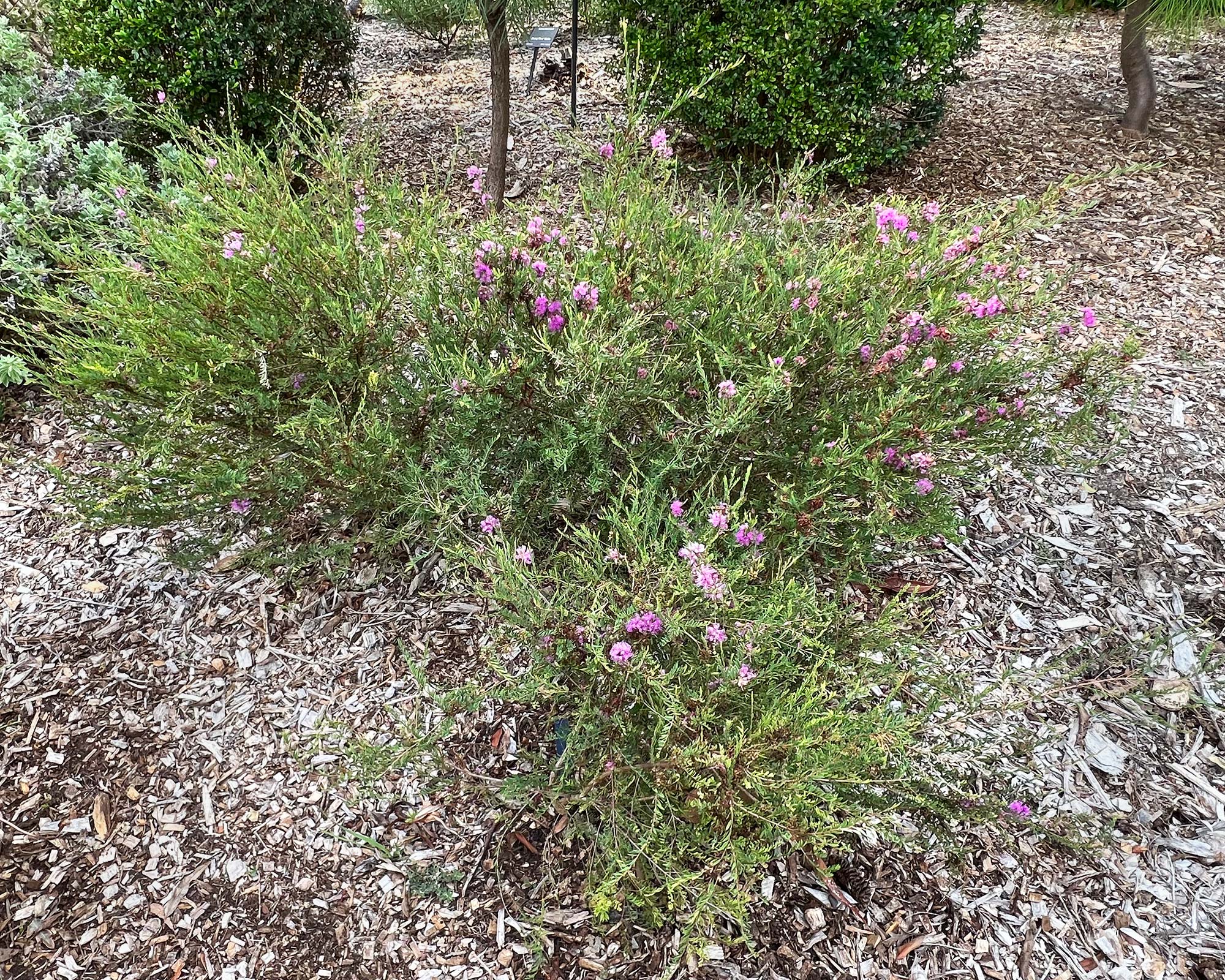 Melaleuca thymifolia - low spreading Australian native