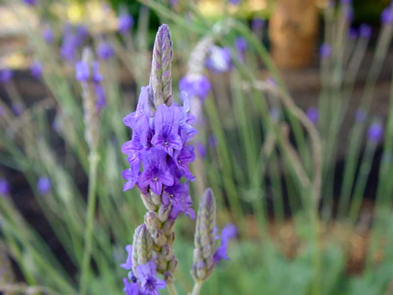 Perhaps one of the most beautiful lavenders - and its an Aussie !