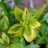 Abelia Francis Mason - glossy leaves help retain moisture, making it more drought resistant.
