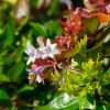Abelia Francis Mason - a profusion of flowers in summer