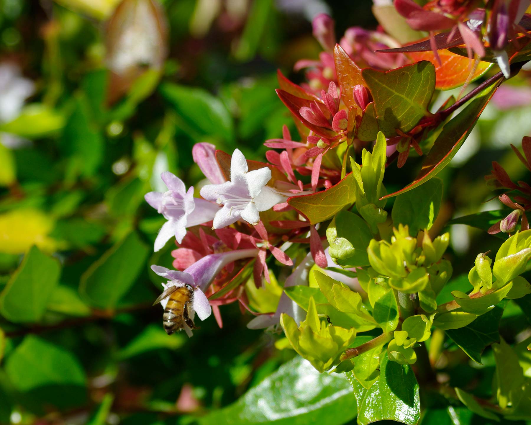 Abelia Francis Mason - a profusion of flowers in summer