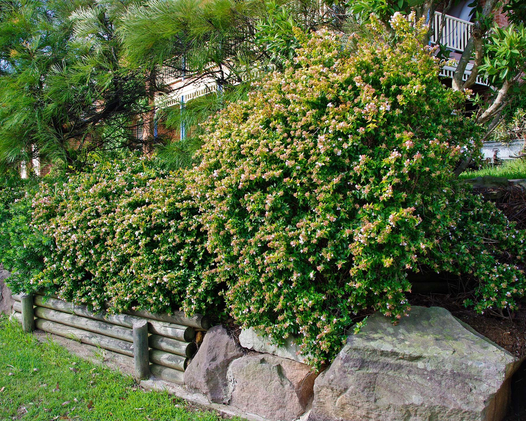 Abelia Francis Mason - will provide good, dense hedging with limited or variable sunlight.