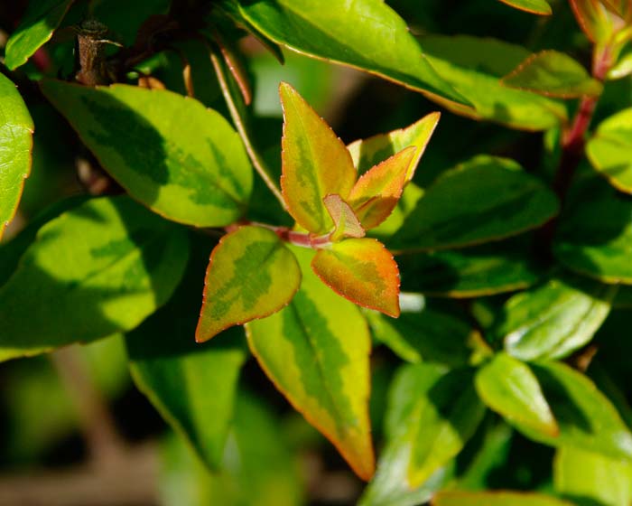Abelia Francis Mason - bronzy young foliage