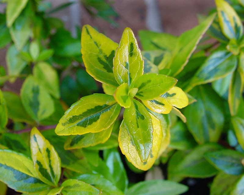 Abelia Francis Mason - glossy leaves help retain moisture, making it more drought resistant.
