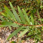 Acacia longifolia 