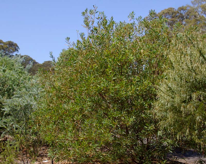 Acacia longifolia subsp Longifolia, the Sydney Golden Wattle