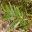 Acacia longifolia subsp Longifolia, the Sydney Golden Wattle