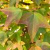 Acer buergerianum, Trident Maple - start of autumn