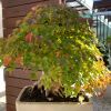 Acer buergerianum, Trident Maple as Bonsai