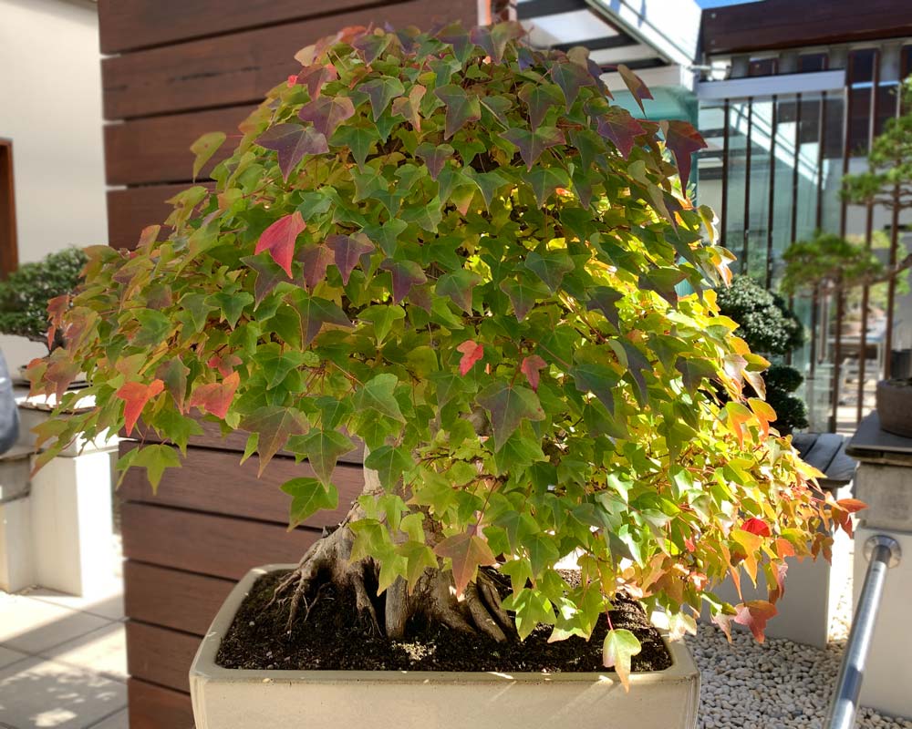 Acer buergerianum, Trident Maple as Bonsai