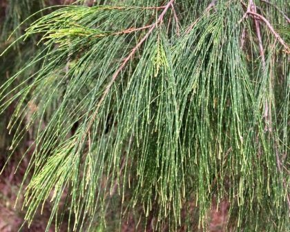 Allocasuarina torulosa  has drooping branchlets green in summer and red in winter