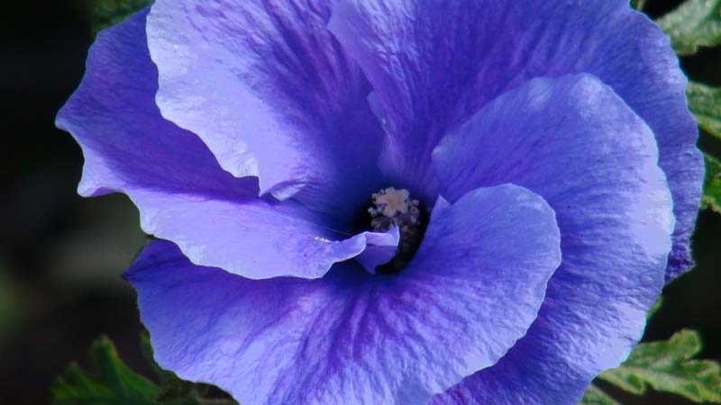 The delicate blue petals of Alyogyne huegelii