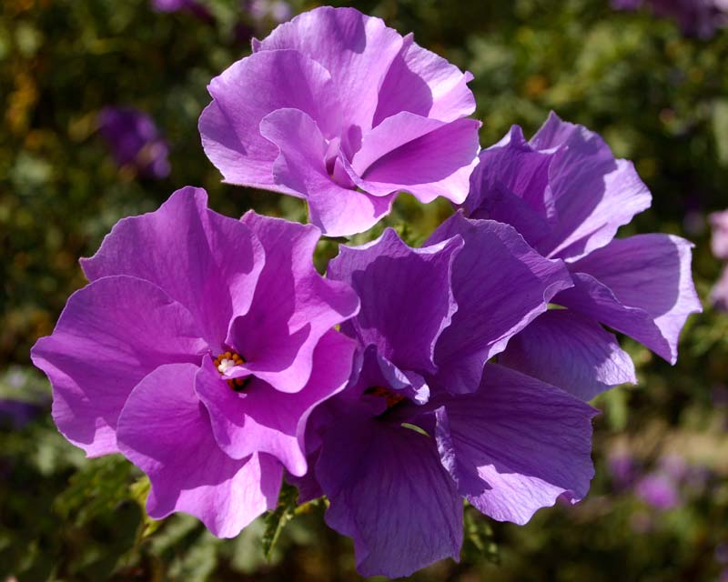 Alyogyne hyegelii - West Coast Gem - flowers shades of mauve