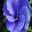 The delicate blue petals of Alyogyne huegelii