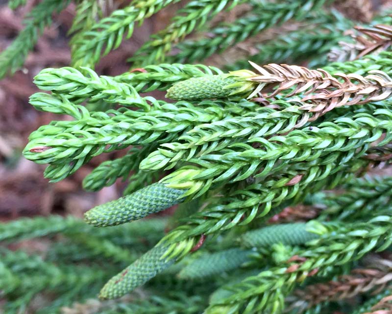 Foliage and male flowers of Hoop Pine - Araucaria cunninghamii