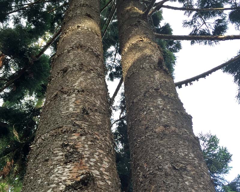 Scaly bark of Araucaria cunninghamii - Hoop Pine