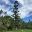Araucaria Cunninghamii, The Hoop Pine -
