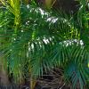 Chamaedorea elegans. The Parlour Palm
