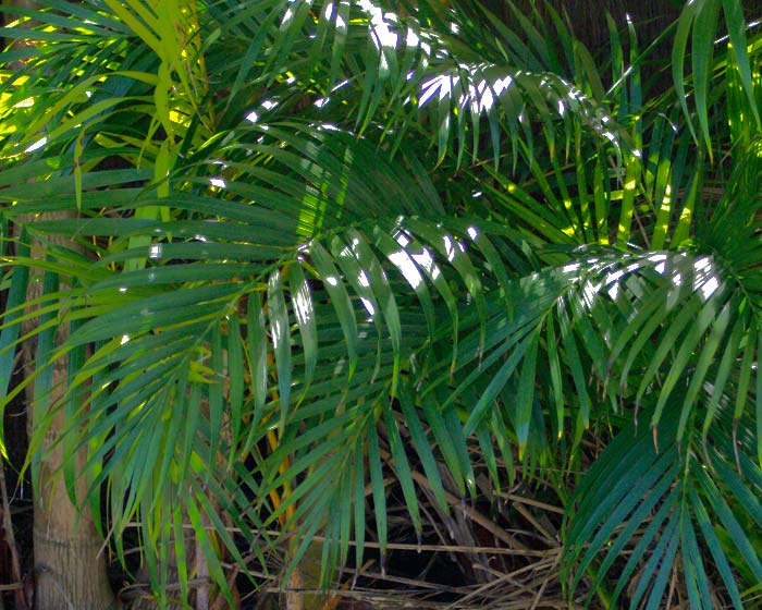 Chamaedorea elegans. The Parlour Palm
