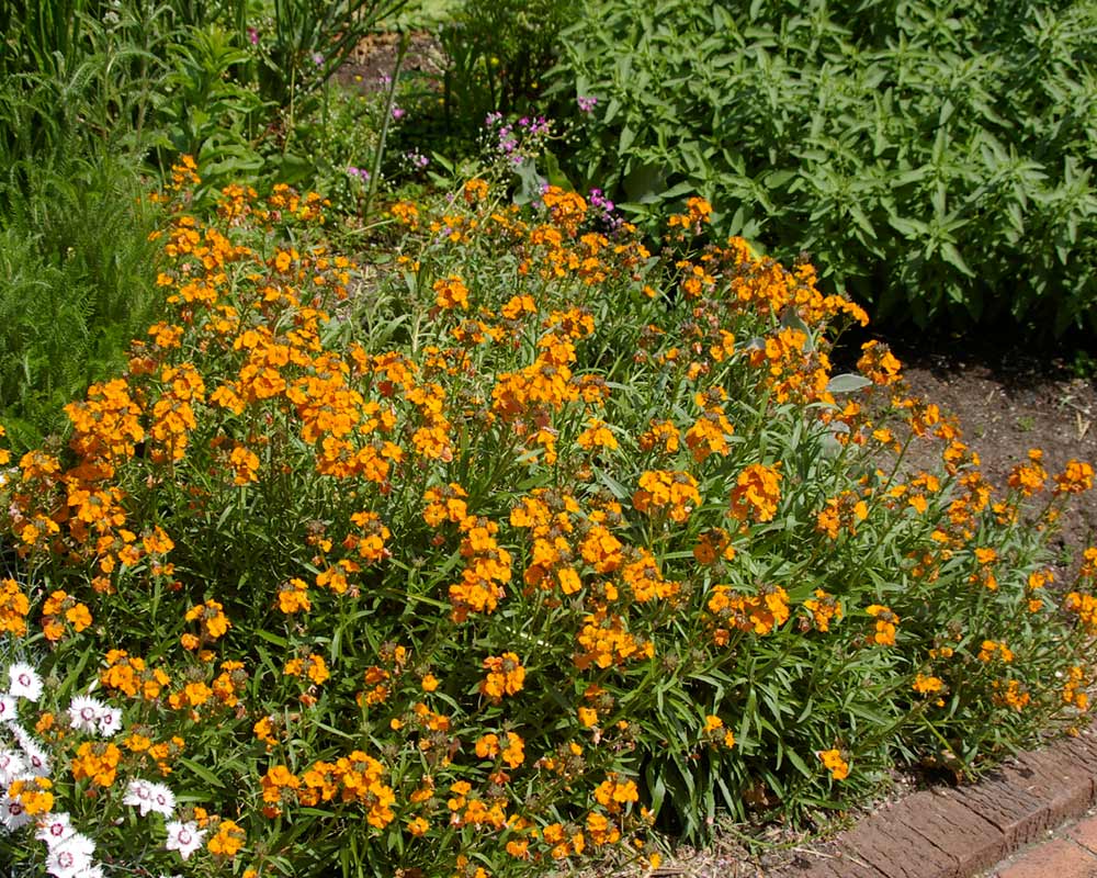 Erysimum cheiri - wallflower a popular along summer borders