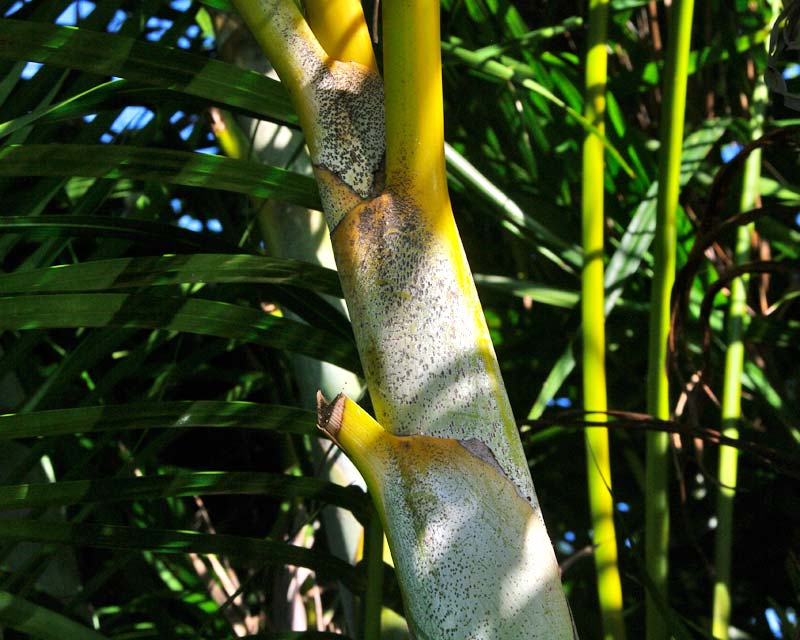 Chrysalidocarpus- lutescens or the Golden Cane Palm trunk