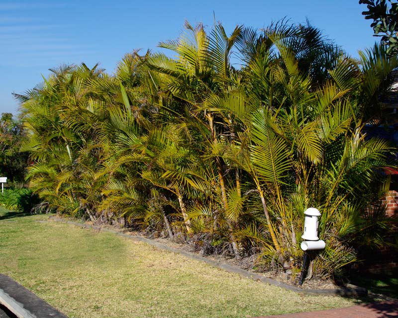 Chrysalidocarpus lutescens or Golden Cane Palm