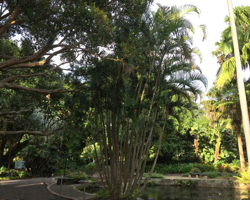 Mature Golden Cane Palm - Dypsis lutescens - Sydney Botanic Gardens