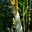 Chrysalidocarpus- lutescens or the Golden Cane Palm trunk