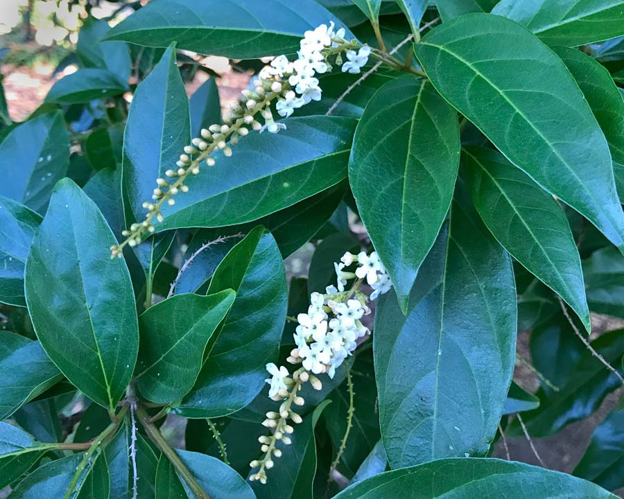 Racemes of tiny Creamy white perfumed flowers in Autumn - Citharexylum spinuosum Fiddlewood Tree