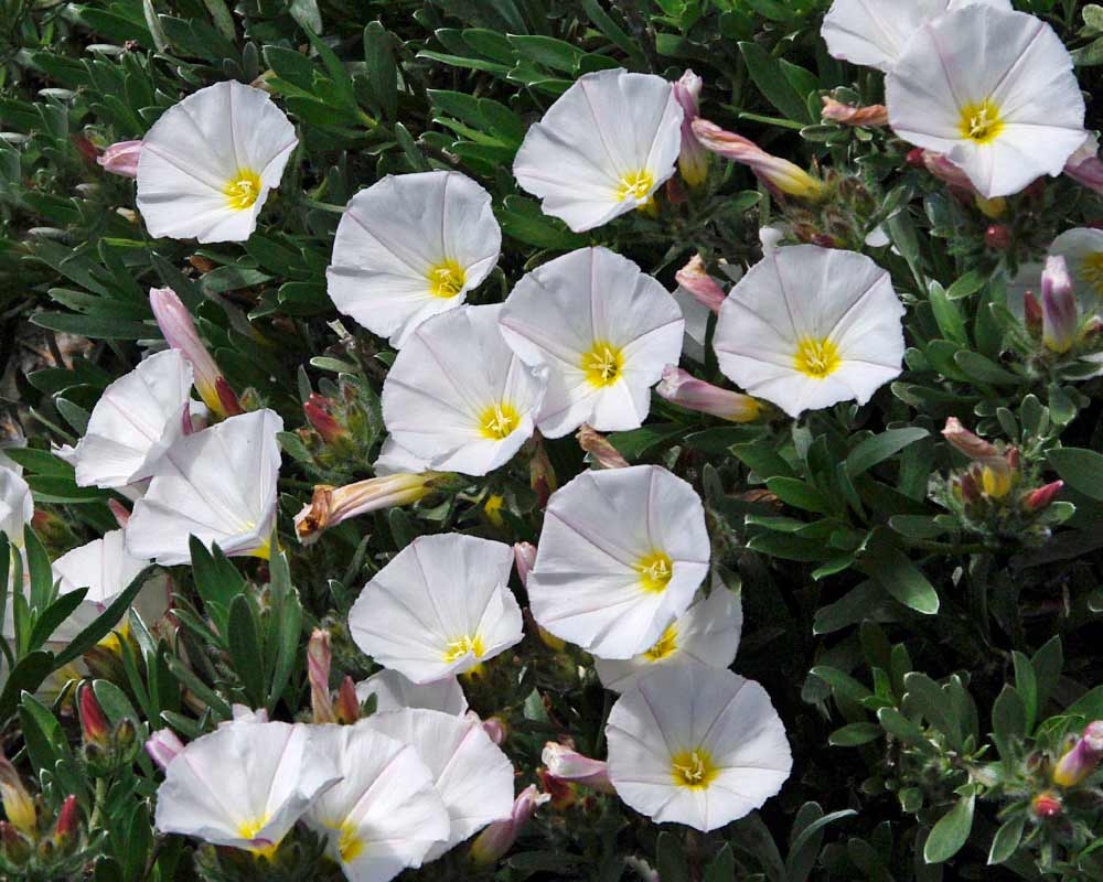 Convolvulus cneorum - this is Silvery Moon