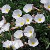Convolvulus cneorum - this is Silvery Moon