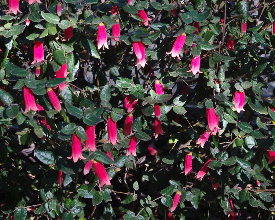 Correa OMG will grow up to 1.5m. Masses of deep pink flowers from Autumn through winter.