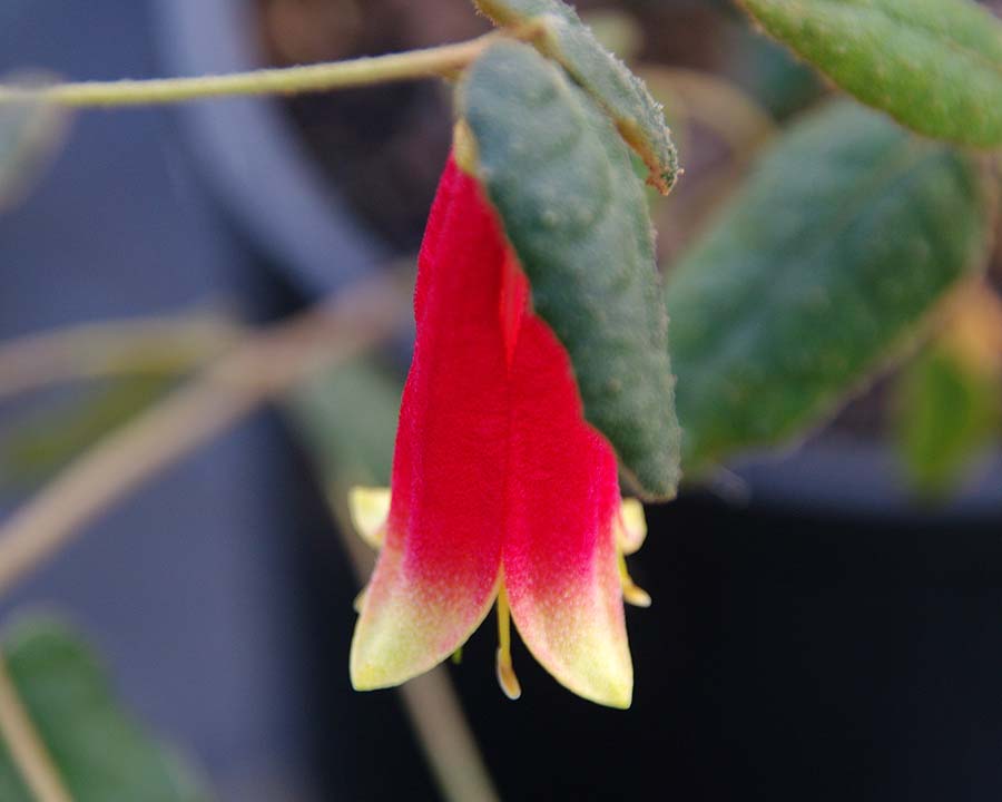 Red and yellow flowers of Correa 'Red Empress'