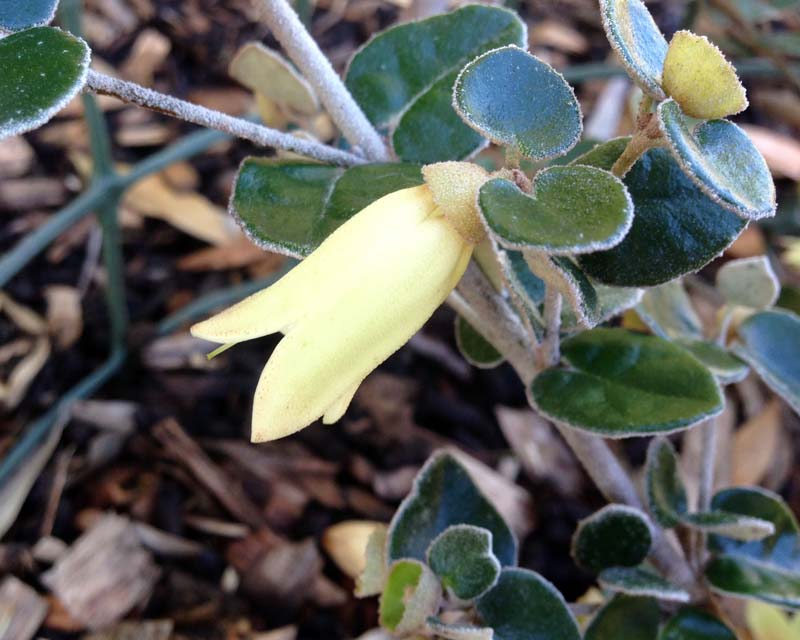 Correa pulchella hybrids -Lemon Twist has pale yellow bell shaped flowers