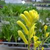 Bush Gold is one of the many Anigozanthos hybrids now available