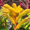 Anigozanthos Bush Fire - yellow flowers