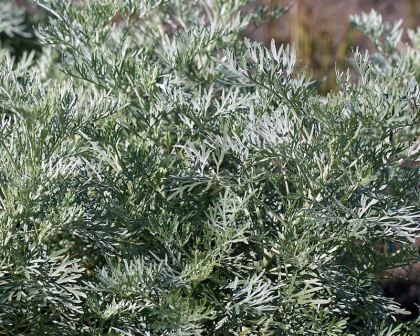 Artemisia arborescens - photo Hortipedia