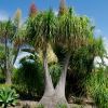 Beaucarnea recurvata.  Ponytail palm as seen at the Hunter Valley Gardens in Cessnock