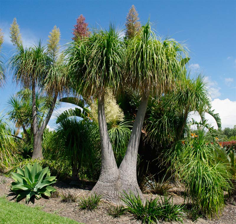 Beaucarnea recurvata.  Ponytail palm as seen at the Hunter Valley Gardens in Cessnock