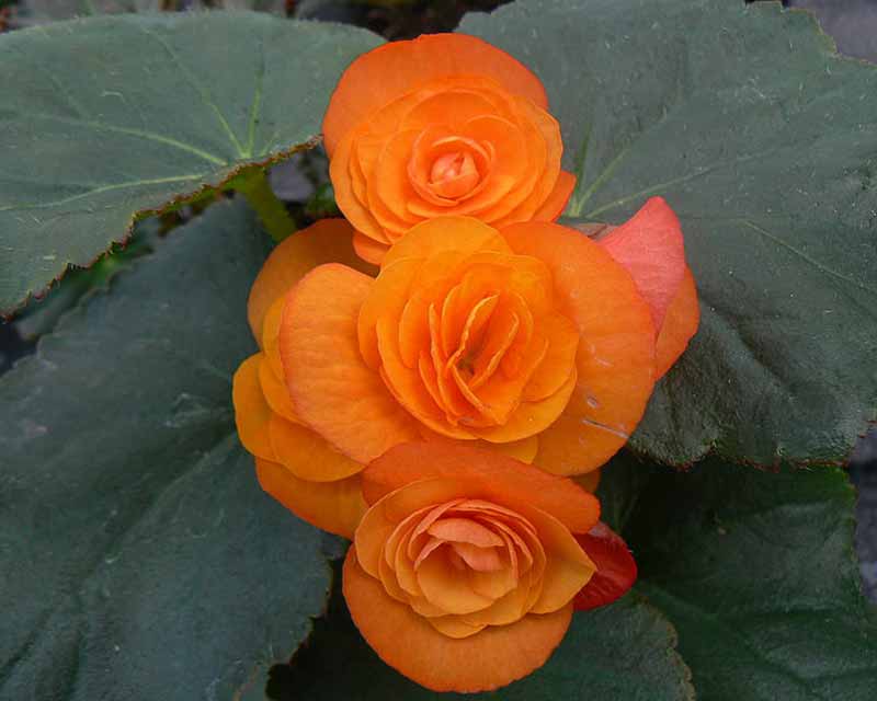 Begonia x hiemalis Orange flower - photo Paul Adam
