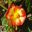 Begonia x Elatior