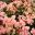 Begonia x hiemalis - pale pink photo taken by Krittaya
