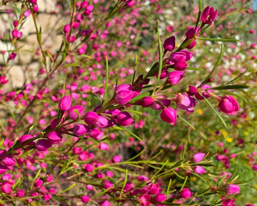 Boronia heterophylla 'Lipstick' - bright pink flowers