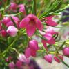 Boronia heterophylla - Pink Lipstick